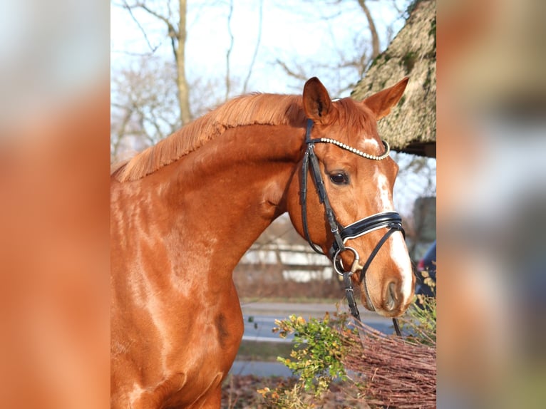 Hanovrien Jument 4 Ans 166 cm Alezan in Selsingen