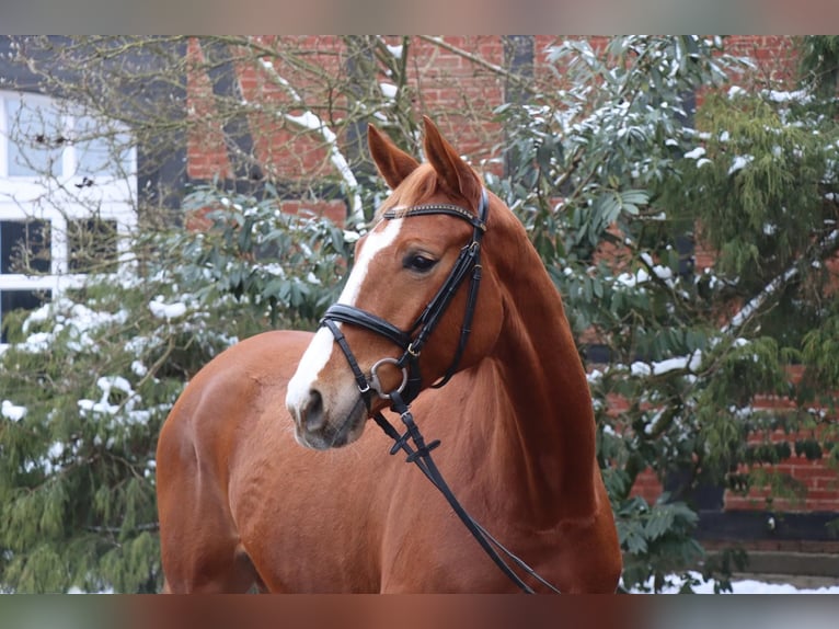 Hanovrien Jument 4 Ans 166 cm Alezan in Langlingen
