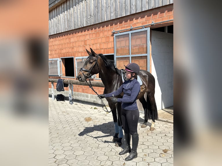 Hanovrien Jument 4 Ans 166 cm Bai brun in EgestorfD&#xF6;hle