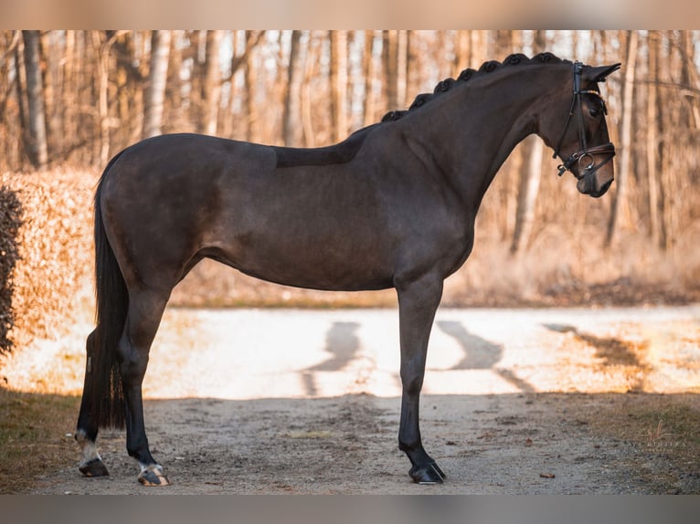 Hanovrien Jument 4 Ans 166 cm Bai brun in Wehringen