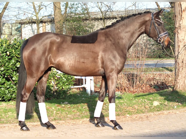 Hanovrien Jument 4 Ans 166 cm Bai brun in Selsingen