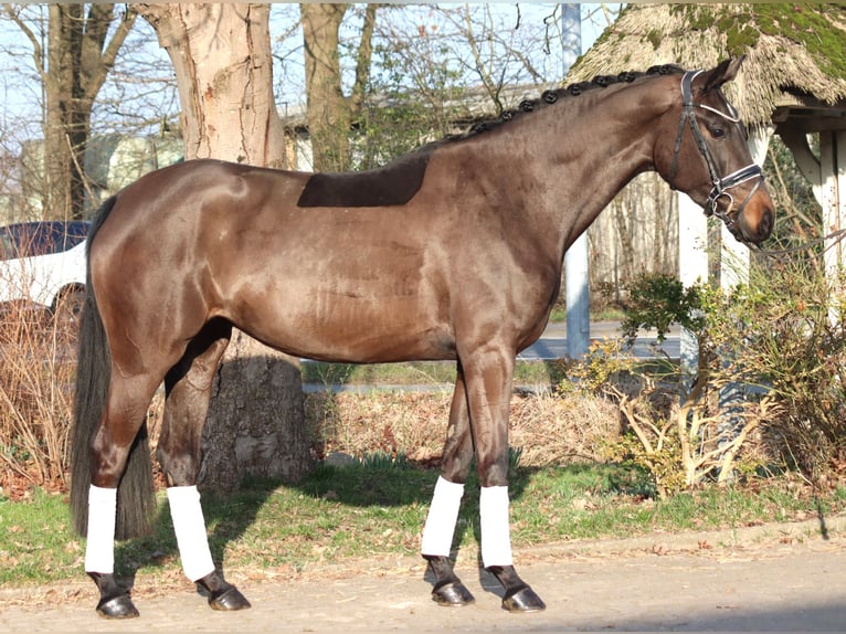 Hanovrien Jument 4 Ans 166 cm Bai brun in Selsingen