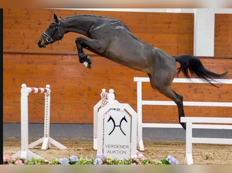 Hanovrien Jument 4 Ans 166 cm Bai brun in Aachen