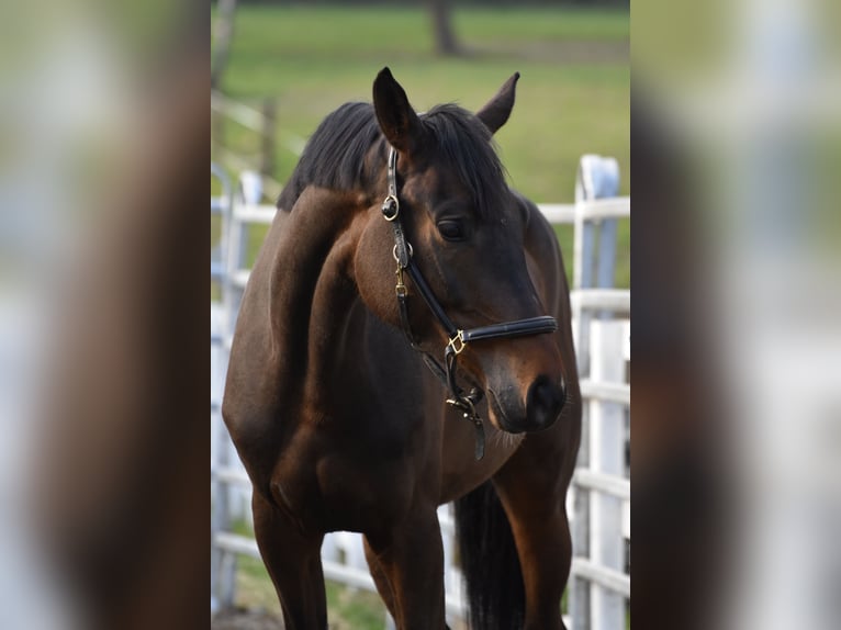 Hanovrien Jument 4 Ans 166 cm Bai brun in Aachen