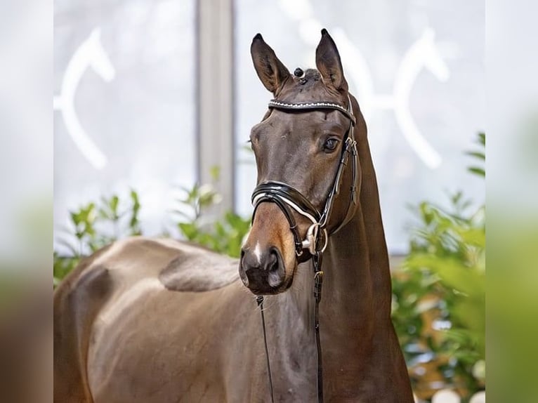 Hanovrien Jument 4 Ans 166 cm Bai brun in Aachen