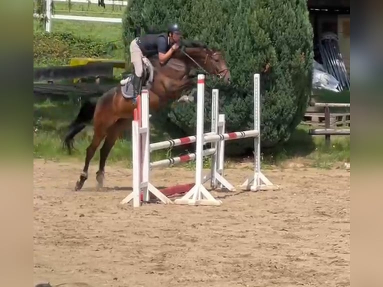 Hanovrien Jument 4 Ans 166 cm Bai brun in Aachen