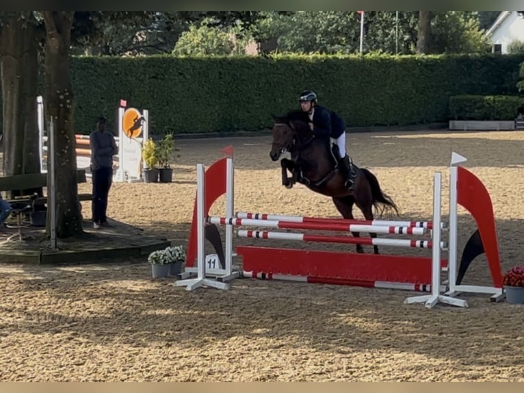 Hanovrien Jument 4 Ans 166 cm Bai brun in Aachen