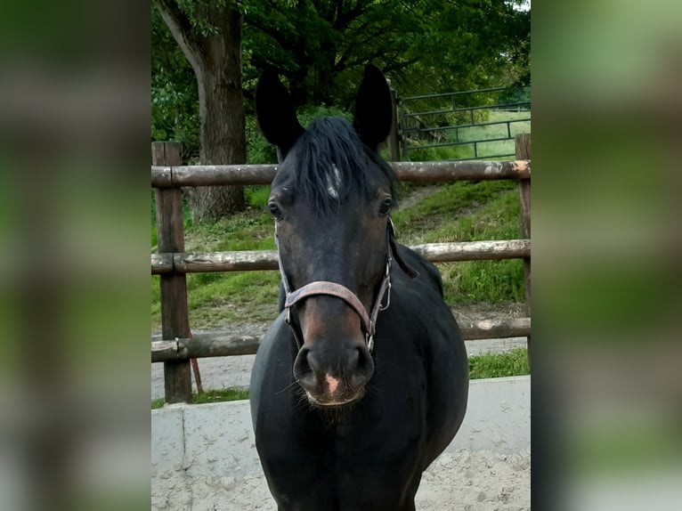 Hanovrien Jument 4 Ans 166 cm Bai brun foncé in Nottuln