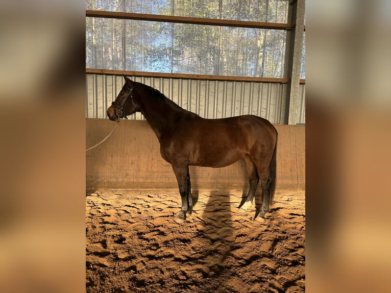 Hanovrien Jument 4 Ans 166 cm Bai in Cuxhaven