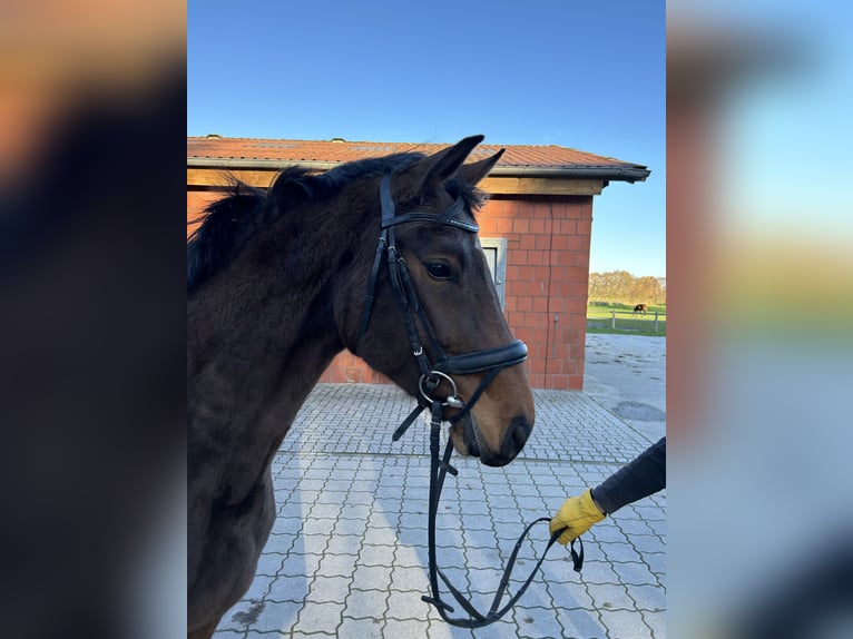 Hanovrien Jument 4 Ans 166 cm Bai in Cuxhaven