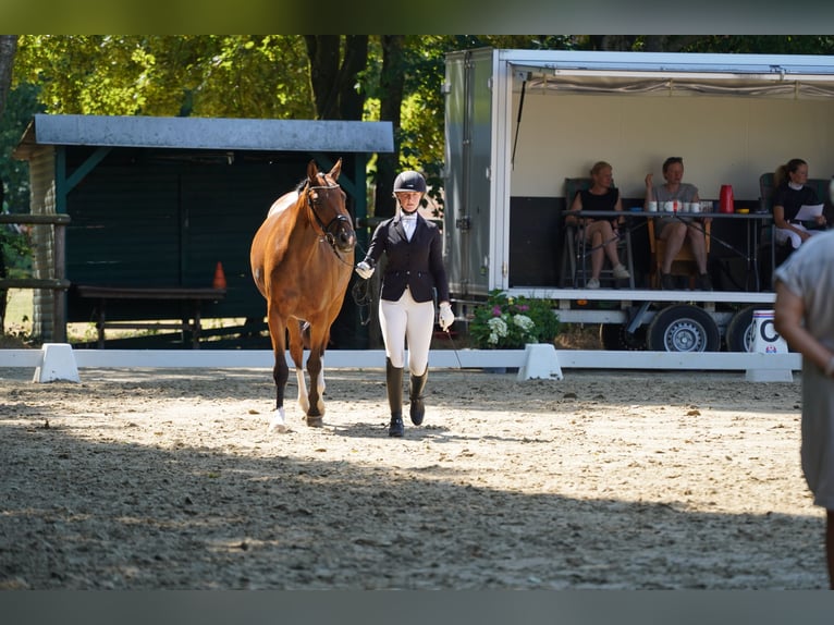 Hanovrien Jument 4 Ans 166 cm Bai in Coesfeld