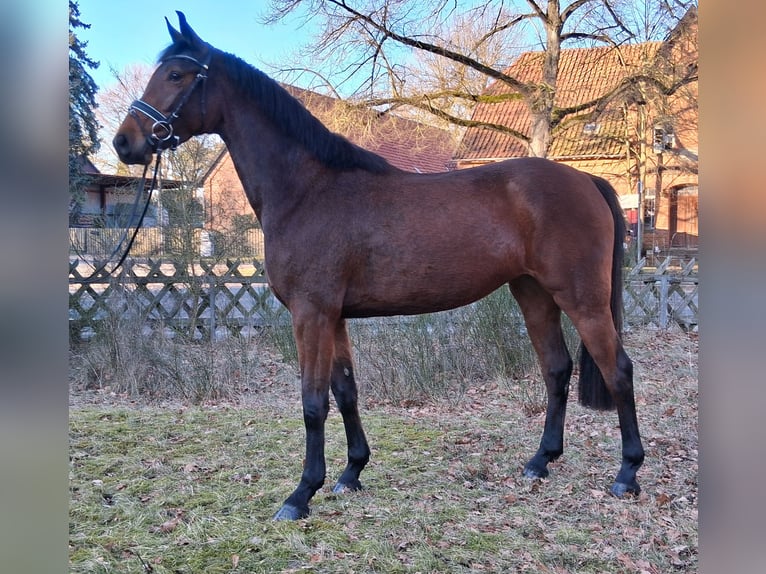 Hanovrien Jument 4 Ans 166 cm Bai in Nordhorn