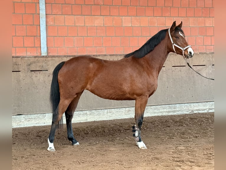 Hanovrien Jument 4 Ans 166 cm Bai in Neumünster