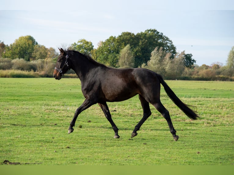 Hanovrien Croisé Jument 4 Ans 166 cm Bai in Hude (Oldenburg)