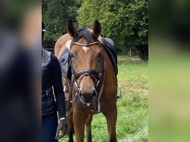 Hanovrien Jument 4 Ans 166 cm Buckskin in Ottersberg