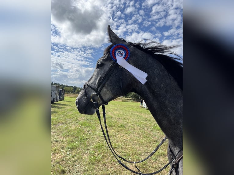 Hanovrien Jument 4 Ans 166 cm Gris in Bad Zwischenahn