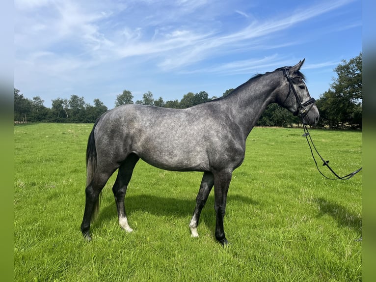 Hanovrien Jument 4 Ans 166 cm Gris in Bad Zwischenahn