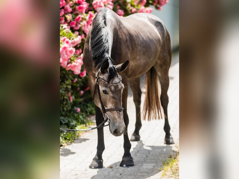 Hanovrien Jument 4 Ans 166 cm Gris in DUSZNIKI