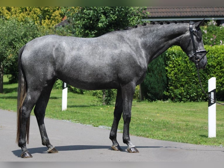 Hanovrien Jument 4 Ans 166 cm Gris pommelé in Deinstedt