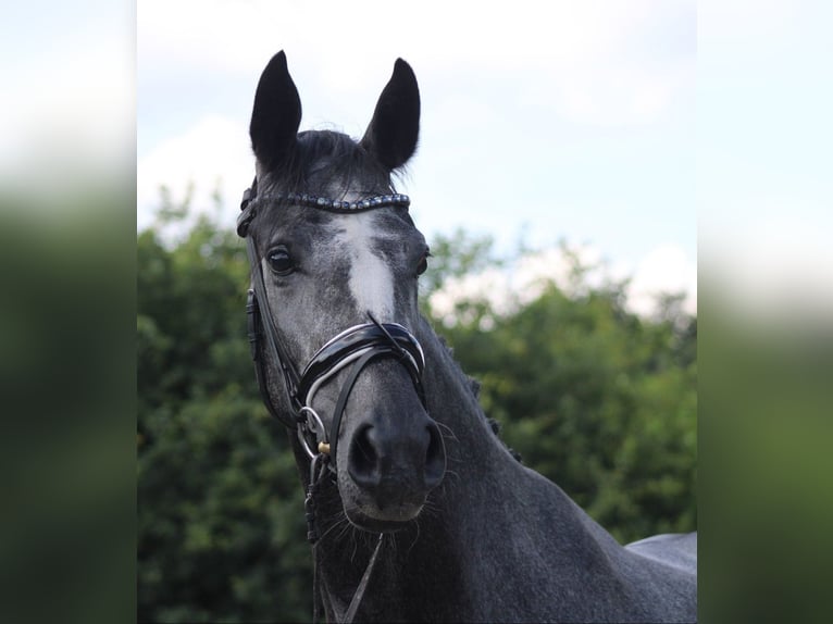 Hanovrien Jument 4 Ans 166 cm Gris pommelé in Deinstedt