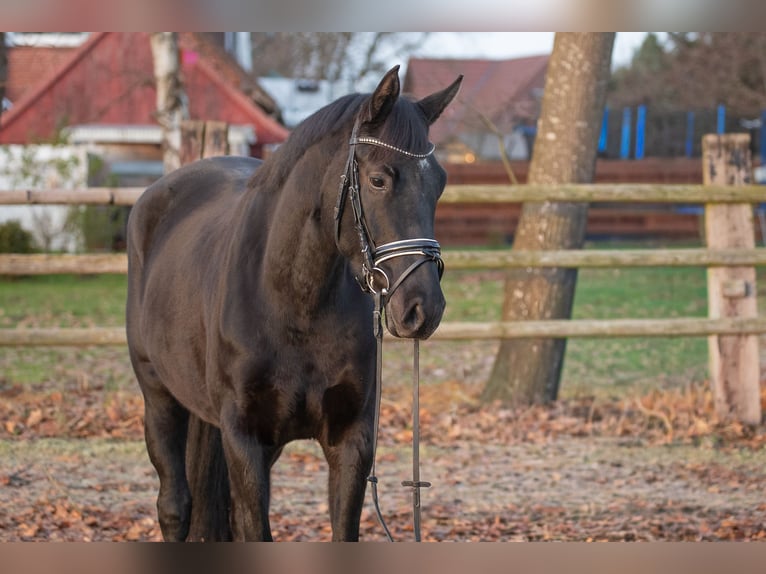 Hanovrien Jument 4 Ans 166 cm Noir in Geestland