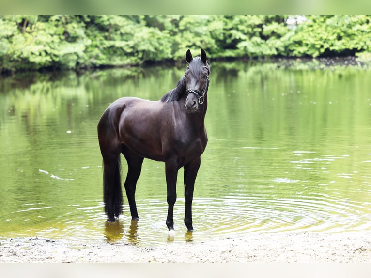 Hanovrien Jument 4 Ans 166 cm Noir in Varel