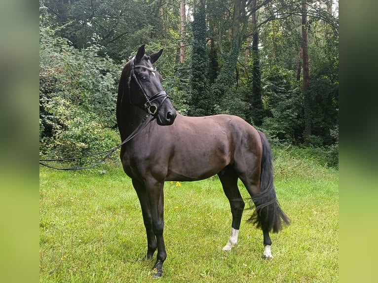 Hanovrien Jument 4 Ans 166 cm Noir in Barenburg