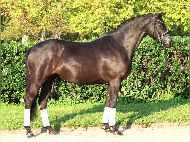 Hanovrien Jument 4 Ans 166 cm Noir in Selsingen