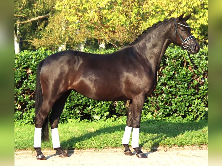 Hanovrien Jument 4 Ans 166 cm Noir in Selsingen