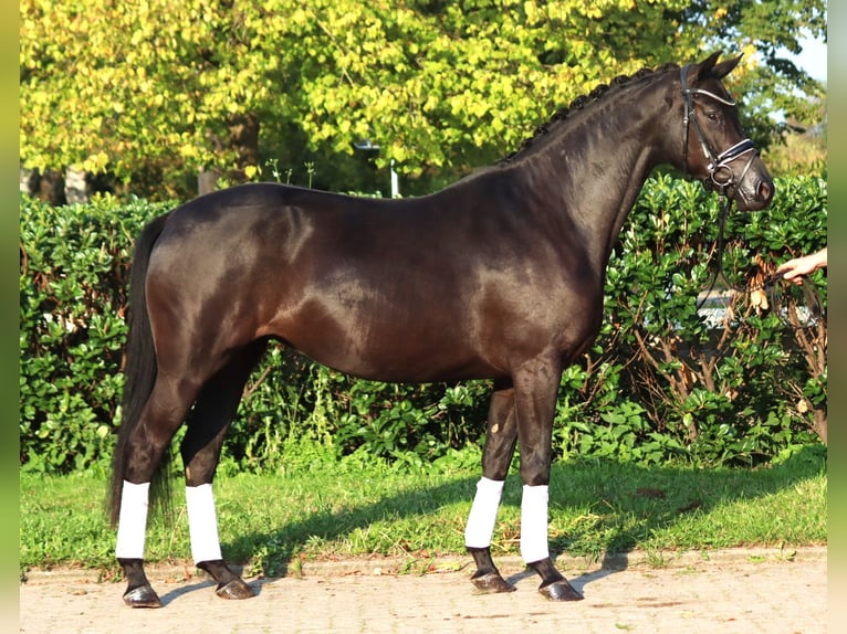 Hanovrien Jument 4 Ans 166 cm Noir in Selsingen