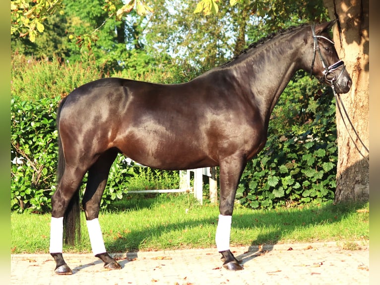 Hanovrien Jument 4 Ans 166 cm Noir in Selsingen