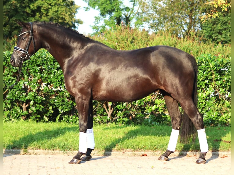 Hanovrien Jument 4 Ans 166 cm Noir in Selsingen