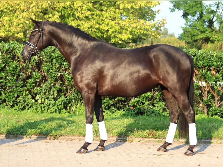 Hanovrien Jument 4 Ans 166 cm Noir in Selsingen