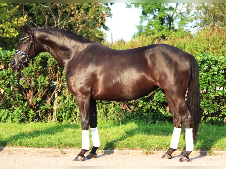 Hanovrien Jument 4 Ans 166 cm Noir in Selsingen