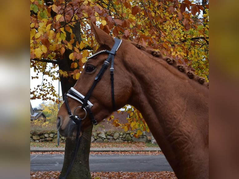Hanovrien Jument 4 Ans 167 cm Alezan in Fredenbeck