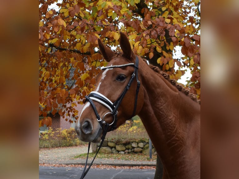 Hanovrien Jument 4 Ans 167 cm Alezan in Fredenbeck