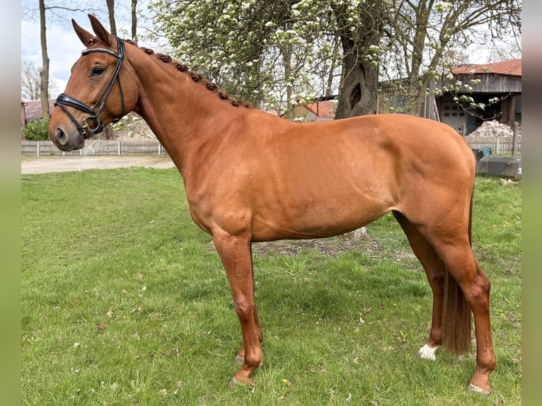 Hanovrien Jument 4 Ans 167 cm Alezan in Scheeßel