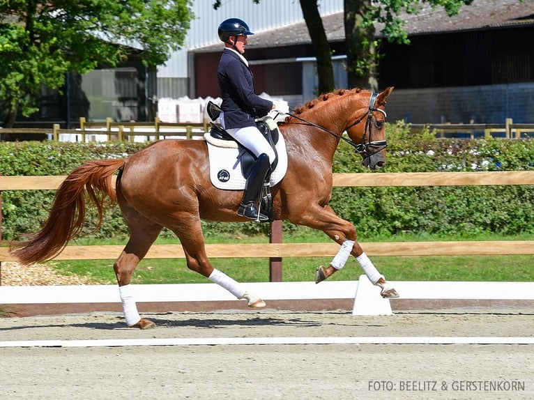 Hanovrien Jument 4 Ans 167 cm Alezan in Verden