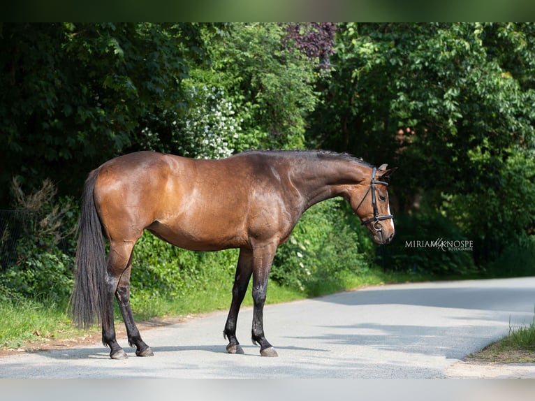 Hanovrien Jument 4 Ans 167 cm Bai brun in Eickeloh