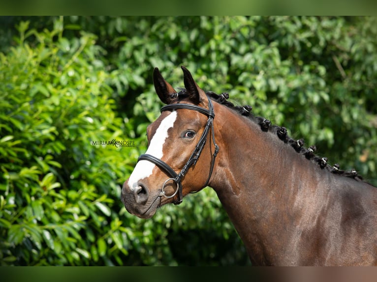 Hanovrien Jument 4 Ans 167 cm Bai brun in Eickeloh
