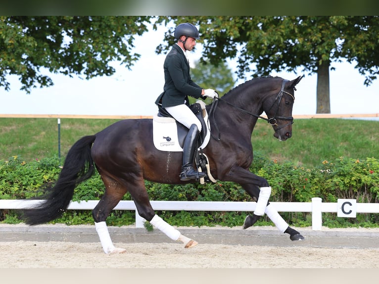 Hanovrien Jument 4 Ans 167 cm Bai brun in Gomadingen