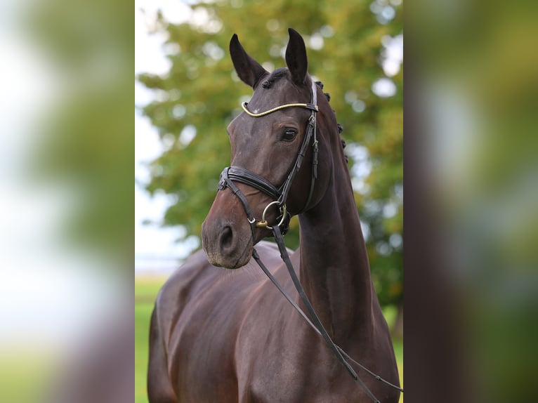 Hanovrien Jument 4 Ans 167 cm Bai brun in Gomadingen
