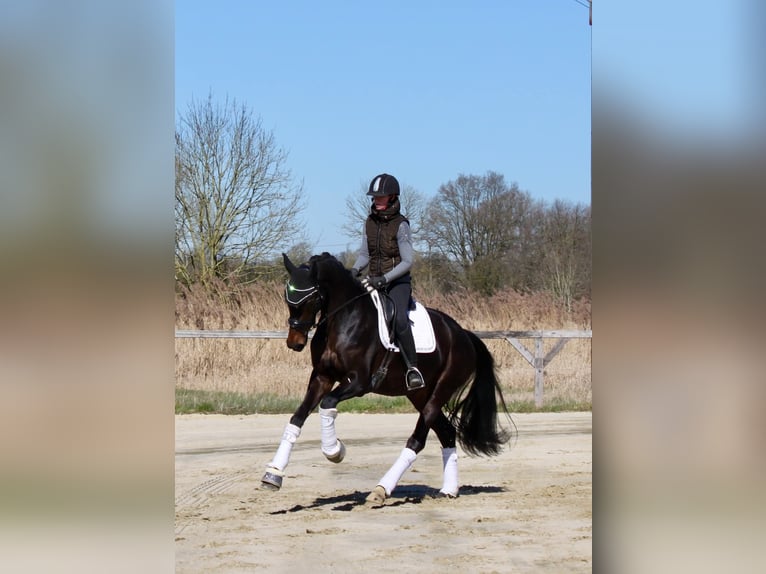Hanovrien Jument 4 Ans 167 cm Bai brun in Kevelaer