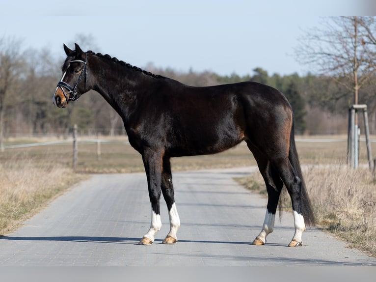 Hanovrien Jument 4 Ans 167 cm Bai brun in L&#xF6;wenberger Land