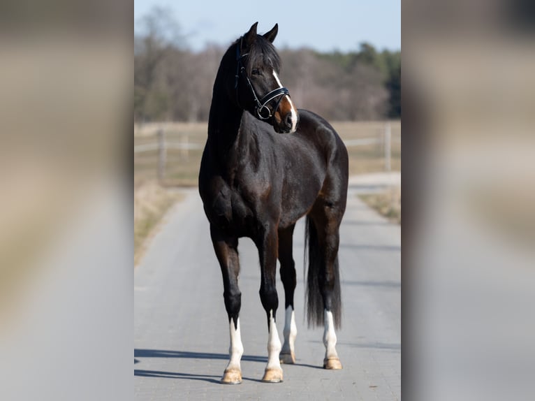 Hanovrien Jument 4 Ans 167 cm Bai brun in L&#xF6;wenberger Land