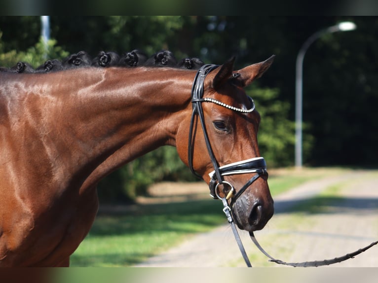 Hanovrien Jument 4 Ans 167 cm Bai brun in Deinstedt