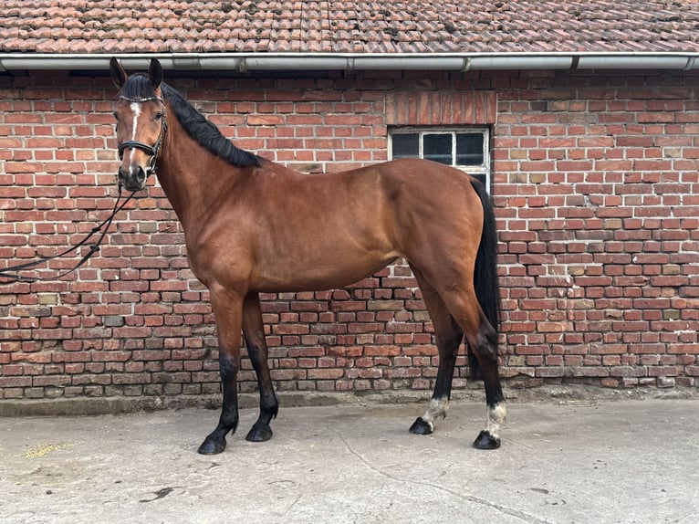 Hanovrien Jument 4 Ans 167 cm Bai in Dorsten