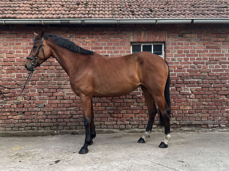 Hanovrien Jument 4 Ans 167 cm Bai in Dorsten