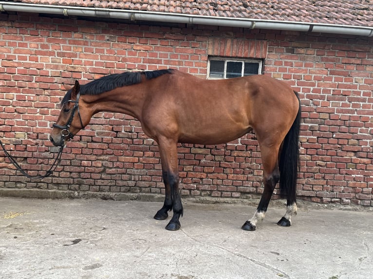 Hanovrien Jument 4 Ans 167 cm Bai in Dorsten