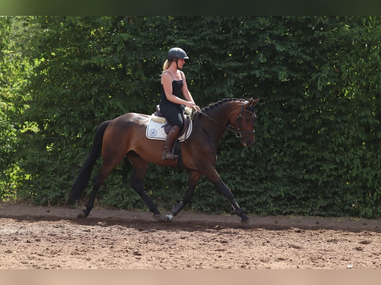 Hanovrien Jument 4 Ans 167 cm Bai in Winsen (Aller)